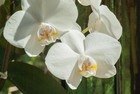 orchidée